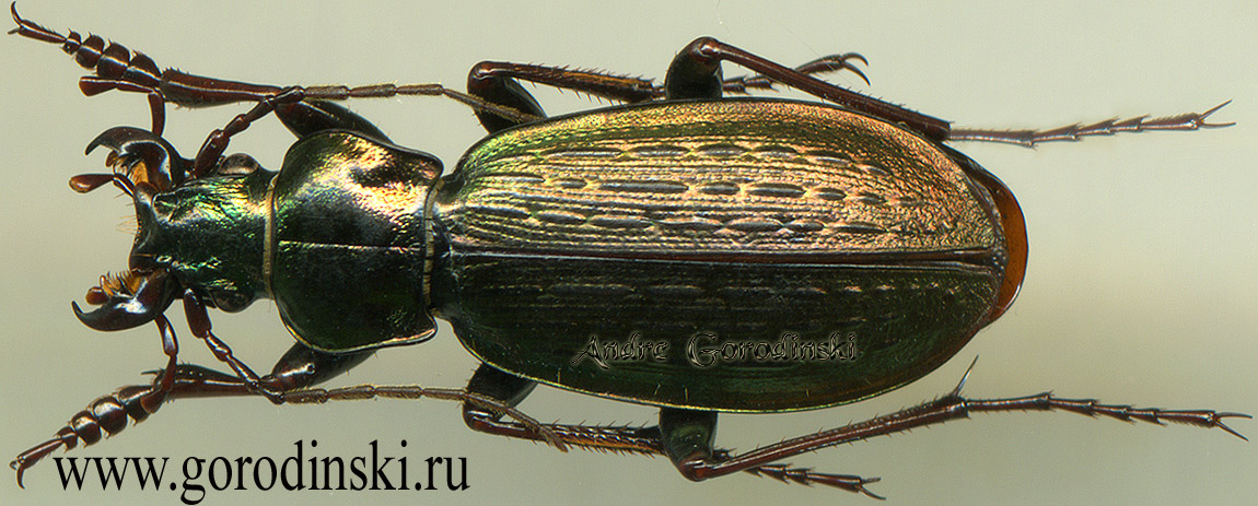 http://www.gorodinski.ru/carabus/Cupreocarabus lixianensis sculptior .jpg